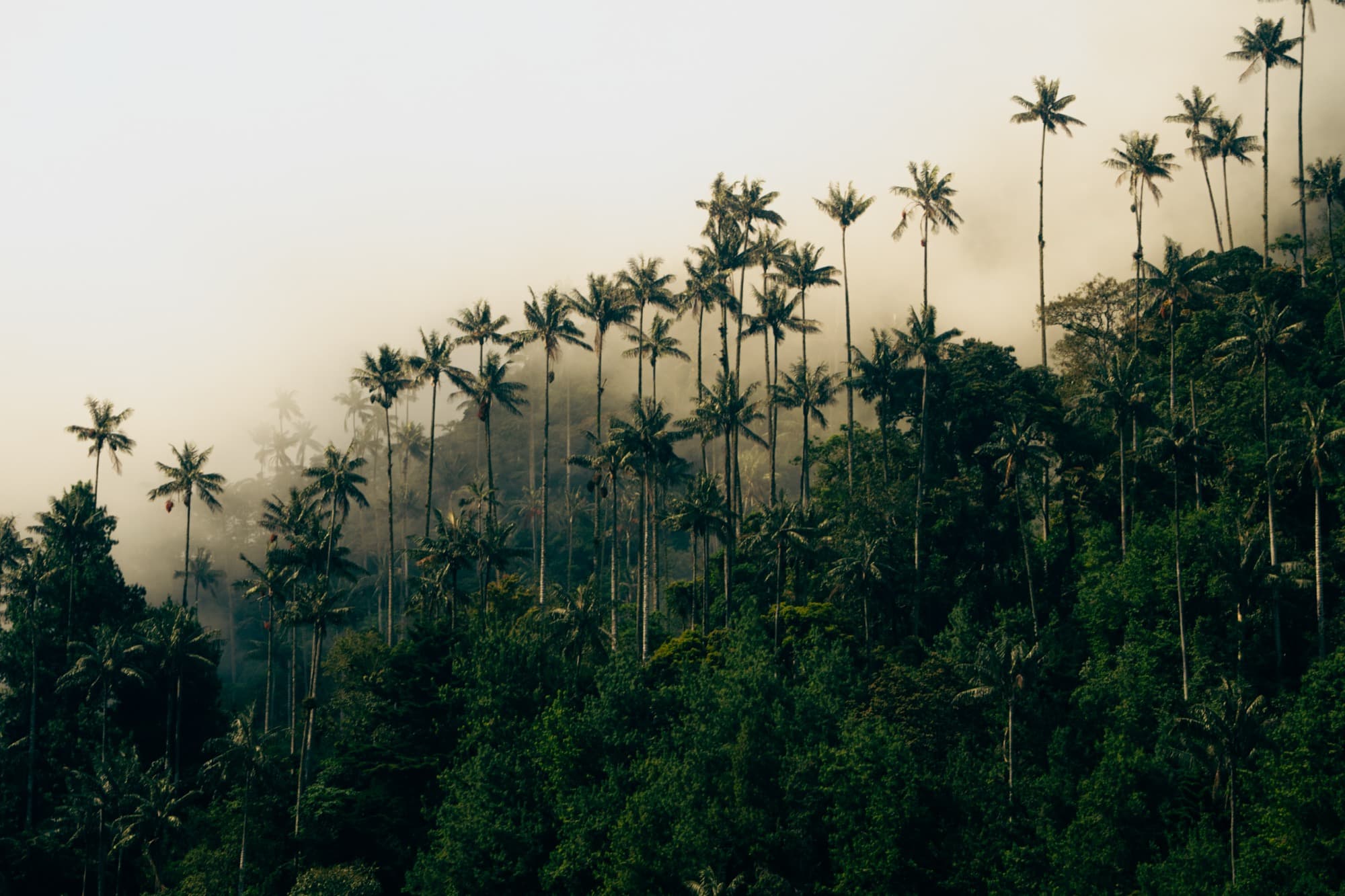 Cocora Valley wax palms, Colombia.