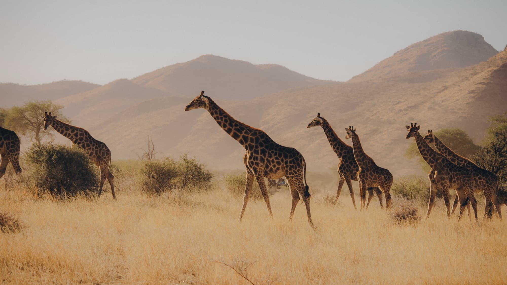 Giraffes in the wild.
