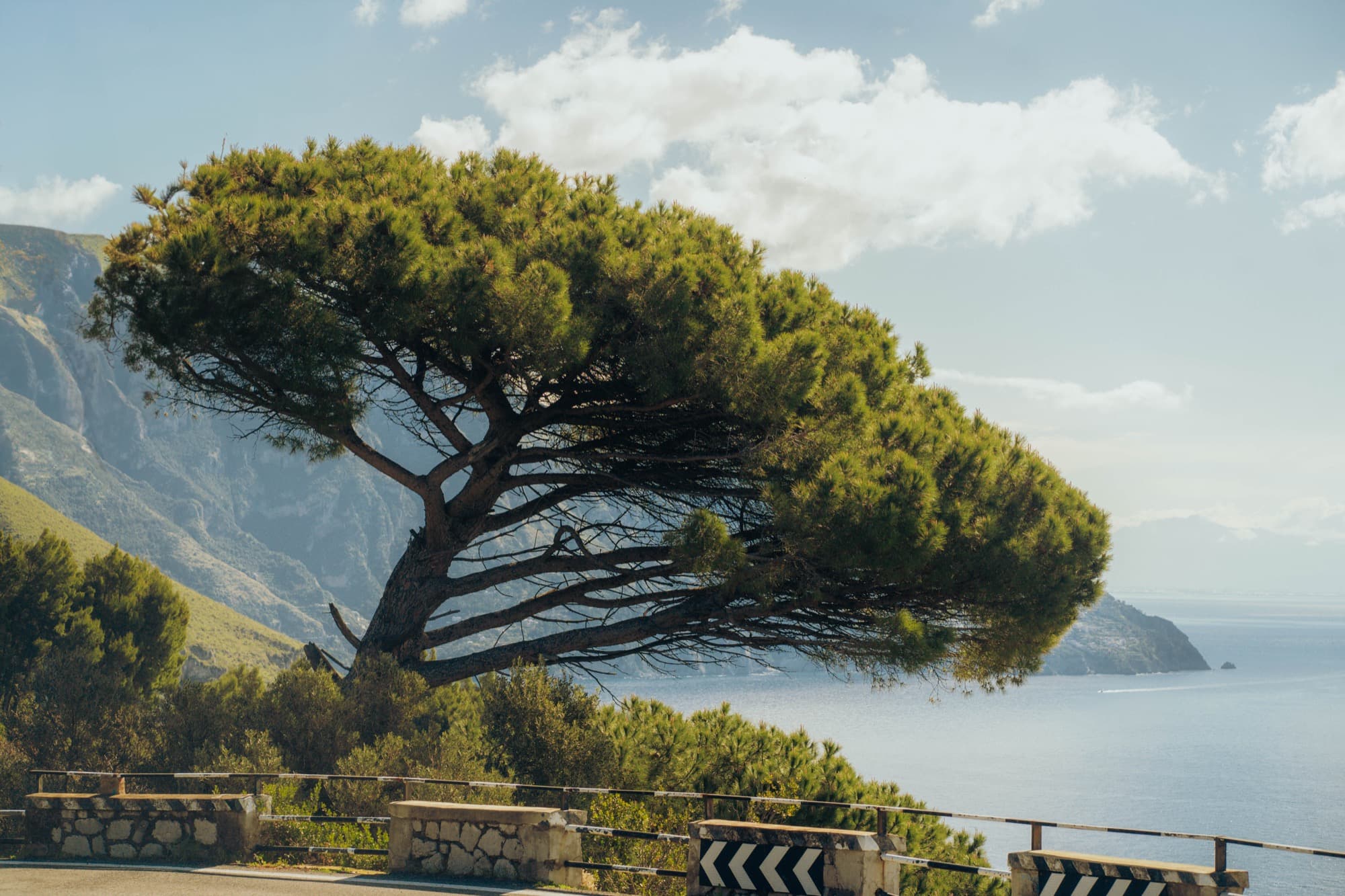 Lone tree off the Amalfi coast, leaving Sorrento.
